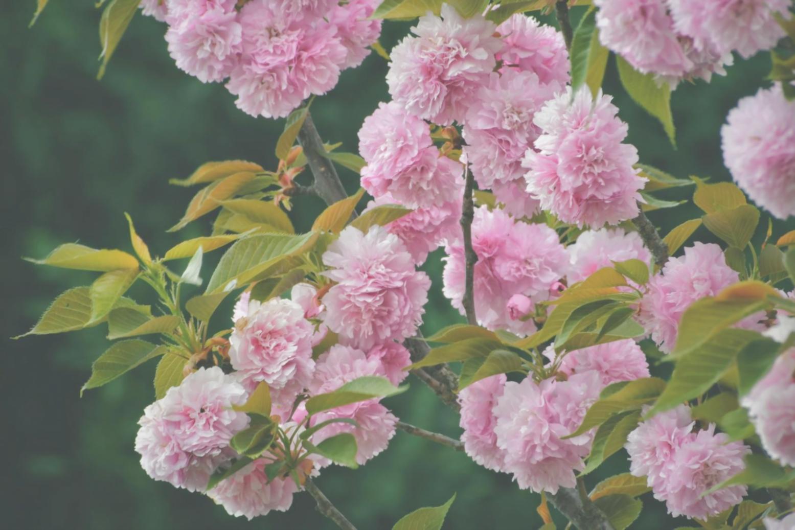 İlkbahar çiçek koleksiyonu ofis düzenlemesi